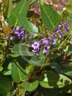 Hardenbergia violacea Purple Spray