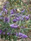 Hovea similis