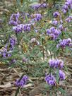 Hovea similis