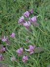 Lavandula Bee Pretty