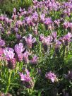 Lavandula Bee Pretty