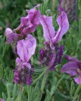 Lavandula Bee Romantic