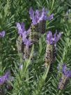 Lavandula Lavender Lace