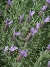 Lavandula Lavender Lace