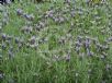 Lavandula Lavender Lace