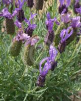 Lavandula Violet Lace