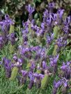 Lavandula Violet Lace