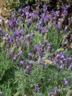 Lavandula Violet Lace