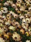 Osteospermum fruticosum Copper Yellow