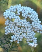 Ozothamnus diosmifolius Winter White