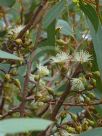 Eucalyptus falcata falcata