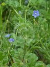 Erodium crinitum