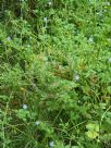 Erodium crinitum