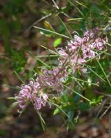 Hakea decurrens physocarpa Pink Lace