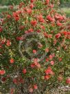 Callistemon acuminatus Nabiac Red