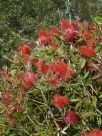 Callistemon acuminatus Nabiac Red