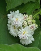 Sparrmannia africana Flore Pleno