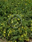 Hibbertia truncata