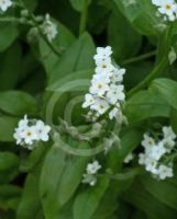 Myosotis sylvatica lactea