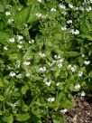 Myosotis sylvatica lactea