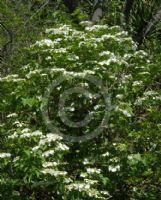 Viburnum opulus sargentii