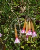 Cantua buxifolia Bicolor