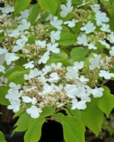 Viburnum plicatum tomentosum Lanarth