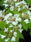 Viburnum plicatum tomentosum Lanarth