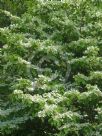 Viburnum plicatum tomentosum Lanarth