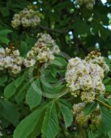 Aesculus hippocastanum Baumannii