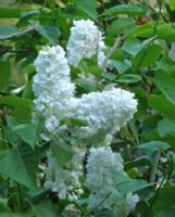 Syringa vulgaris Miss Ellen Willmott