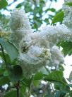 Syringa vulgaris Miss Ellen Willmott