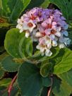 Bergenia ciliata