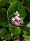 Bergenia ciliata