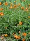 Geum Tangerine