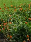 Geum Tangerine