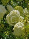 Viburnum macrocephalum macrocephalum