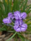 Thysanotus multiflorus