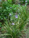 Thysanotus multiflorus