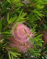 Callistemon Glasshouse Country