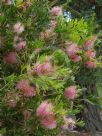 Callistemon Glasshouse Country