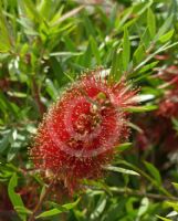 Callistemon Ngungun Red