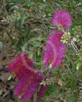 Callistemon Purple Splendour