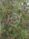 Callistemon Purple Splendour