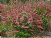 Callistemon Taree Pink