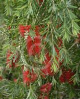 Callistemon viminalis Dawson River