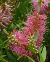 Callistemon Pink Alma