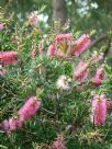 Callistemon Pink Alma