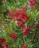 Callistemon viminalis Wild River