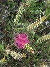 Callistemon Violaceus